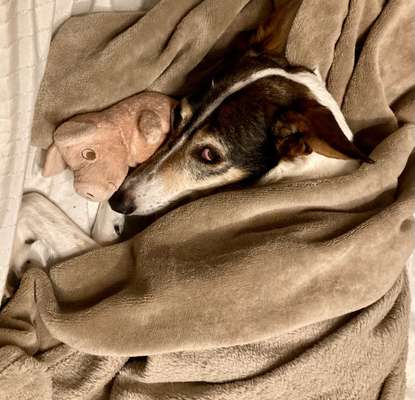 Der Lieblingsplüschi eures Vierbeiners-Beitrag-Bild