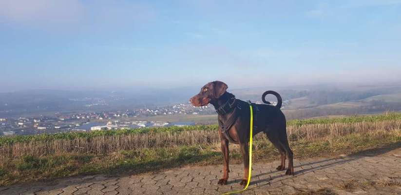Wo sind hier die Dobermänner-Beitrag-Bild