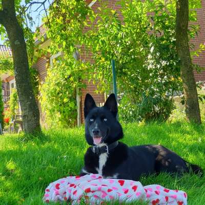 Hundetreffen-Hundetreffen