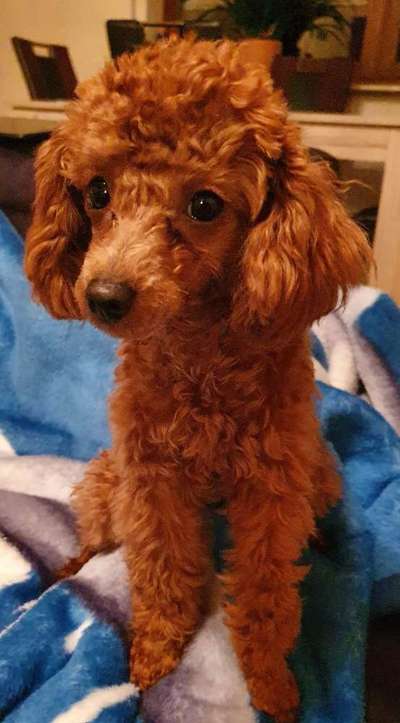 Alles rund um den Pudel-Beitrag-Bild