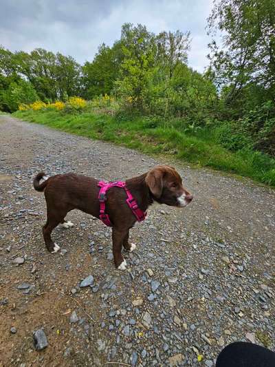 Hundetreffen-Spielen und Spazieren gehen-Bild