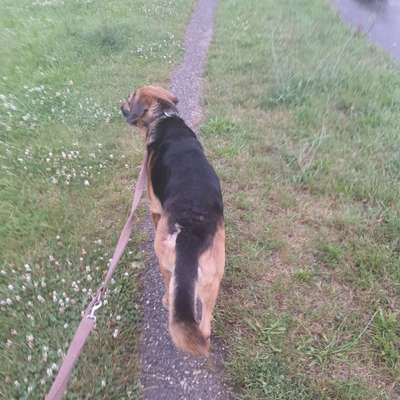 Hundetreffen-Gassirunde auf dem Fahrradweg an der Elster zwischen Wünschendorf und Liebschwitz-Bild