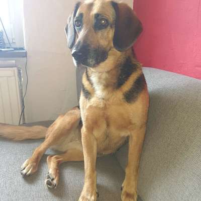 Hundetreffen-Gassirunde auf dem Fahrradweg an der Elster zwischen Wünschendorf und Liebschwitz