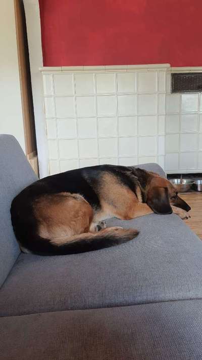 Wie lange sollte ein Hund alleine bleiben?-Beitrag-Bild