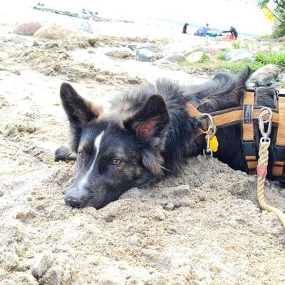 Hundetreffen-Barry sucht Buddy-Bild