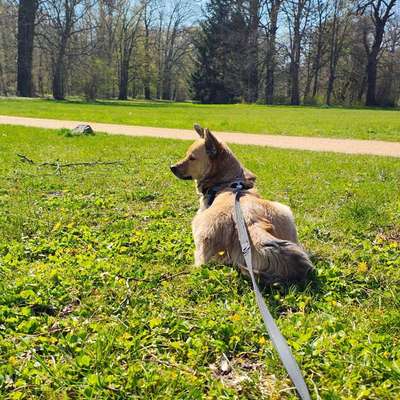 Hundetreffen-Social Walk/gemeinsame Gassirunde-Bild