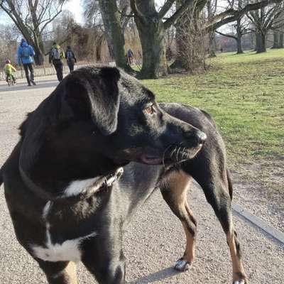 Hundetreffen-Alexa sucht Freunde-Bild