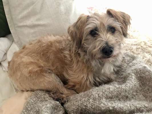 Mischlingshunde Foto Aufruf-Beitrag-Bild