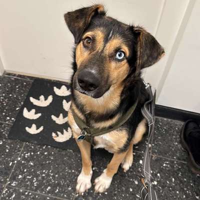 Hundetreffen-Hundefreund gesucht-Bild