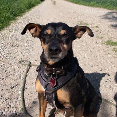 Hundetreffen-Geimeinsame Gassirunde-Bild