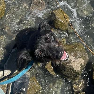 Hundetreffen-Geimeinsames Reaktivitätstraining-Bild