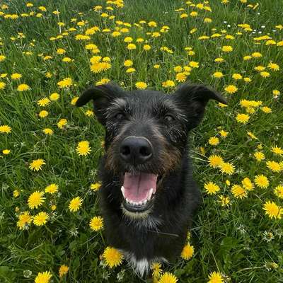 Hundetreffen-Geimeinsames Reaktivitätstraining-Bild