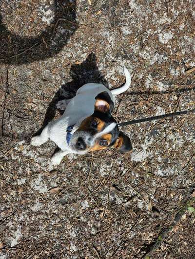 Jack Russel Terrier-Beitrag-Bild