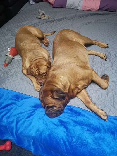 Bordeaux Dogge-Beitrag-Bild