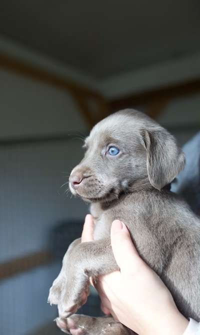 Welpenfotos-Beitrag-Bild