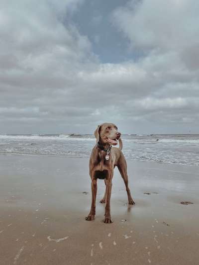 Challenge 41 - Mein Hund im Urlaub-Beitrag-Bild