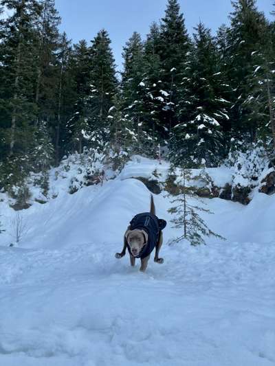 Schnee Foto-Beitrag-Bild