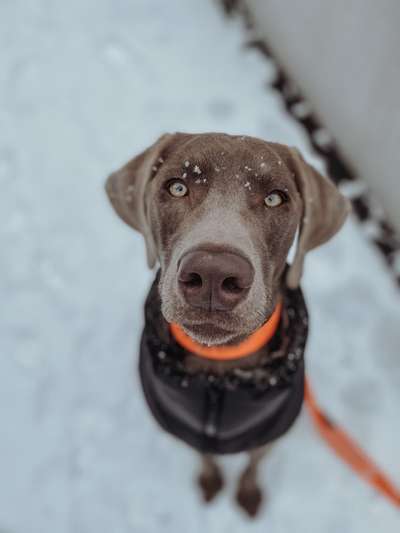 Fotochallenge 61 ~ Schnee-Beitrag-Bild