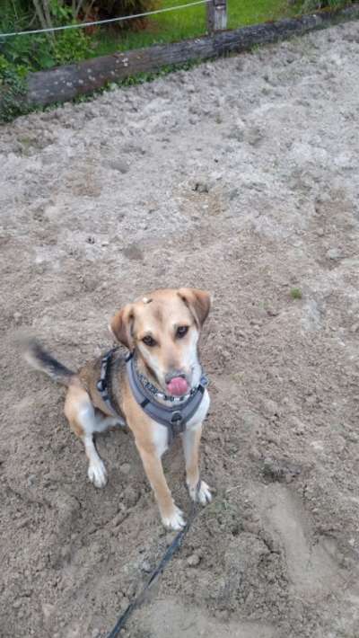 Fotochallenge Nr. 59 - Mein Hund zeigt die Zunge-Beitrag-Bild