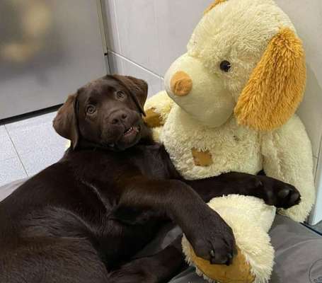 Dogorama Photo Challenge - lustigste Grimasse-Beitrag-Bild