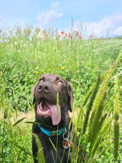 5. Hund im hohen Gras-Beitrag-Bild