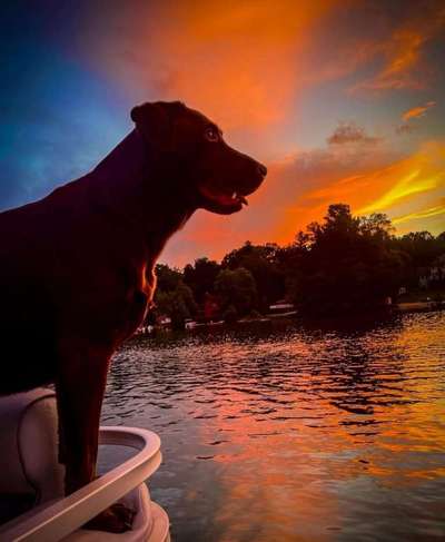 Dogorama Foto Challenge - Dämmerung-Beitrag-Bild