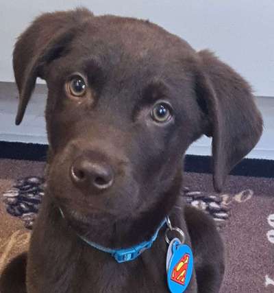 Dogorama Photo Challenge - Hundeblick zum hinschmelzen-Beitrag-Bild