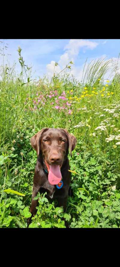 Zeigt her eure Junghunde :)-Beitrag-Bild