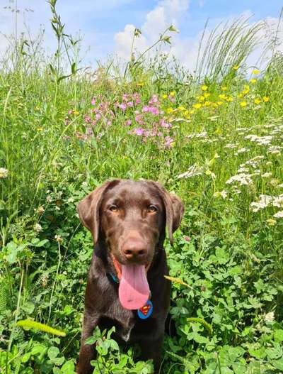 Fotochallenge Nr. 59 - Mein Hund zeigt die Zunge-Beitrag-Bild