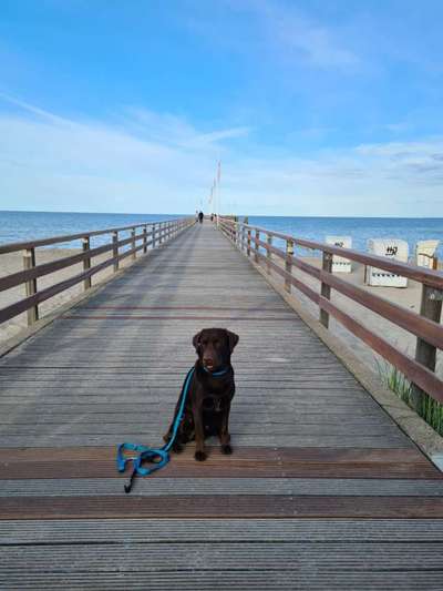 Dogorama Photo Challenge - Brücken-Beitrag-Bild