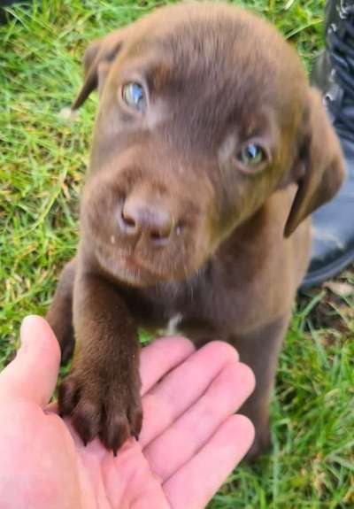 Die besten Hundeblicke 🐾❤️-Beitrag-Bild