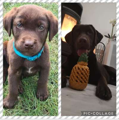 Labradorfans-Beitrag-Bild