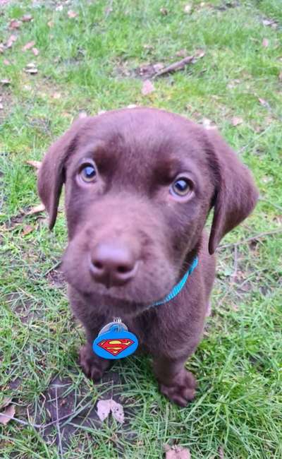 Dogorama Photo Challenge - Tre Chic!-Beitrag-Bild