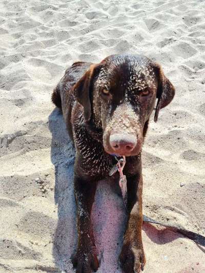 grumpy dog 😅-Beitrag-Bild