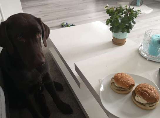 Fotochallenge Guten Appetit! Dein Hund beim futtern-Beitrag-Bild