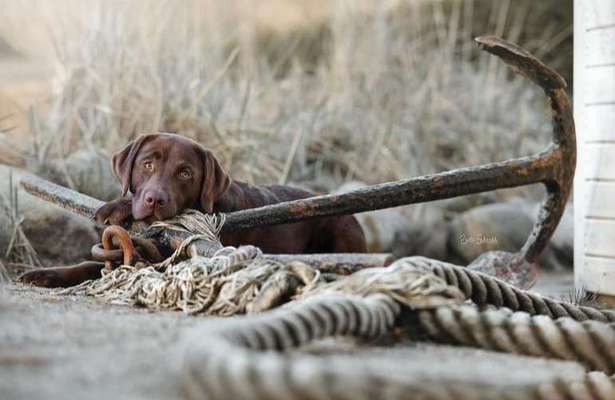 Dogorama Foto Challenge - Bestes gestelltes Bild-Beitrag-Bild