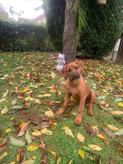 Mischlingshunde Foto Aufruf-Beitrag-Bild