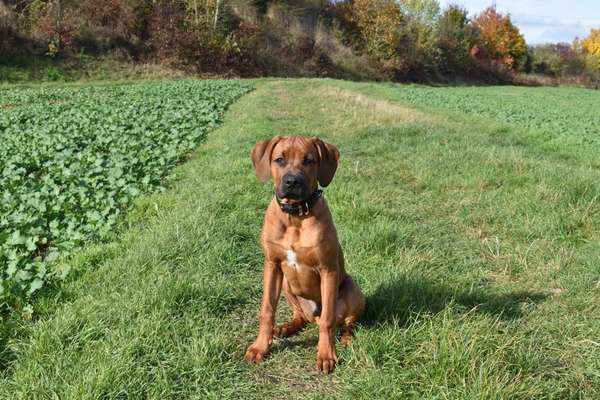 Rhodesian Ridgeback-Beitrag-Bild