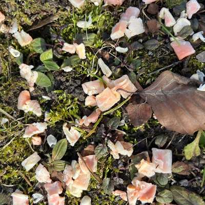 Giftköder-Mögliche Giftköder-Bild