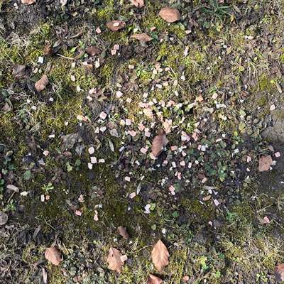 Giftköder-Mögliche Giftköder-Bild