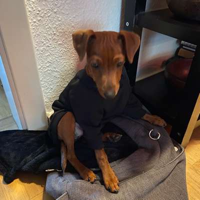 Hundetreffen-Wer hätte Lust uns zum Spielen zu treffen, Kaja ist gerne mit anderen Hunden und vermisst das auch-Profilbild