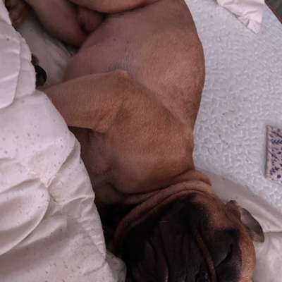 Darf der Hund bei Euch im Bett schlafen?-Beitrag-Bild