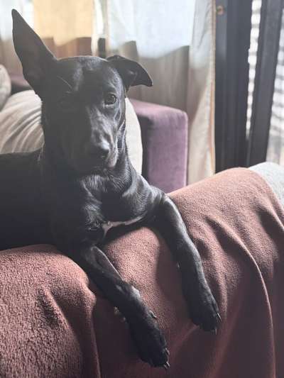 Welche Rasse?-Beitrag-Bild