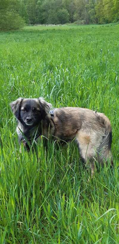 Die Dogorama Monats Challenge "Es grünt und blüht"-Beitrag-Bild