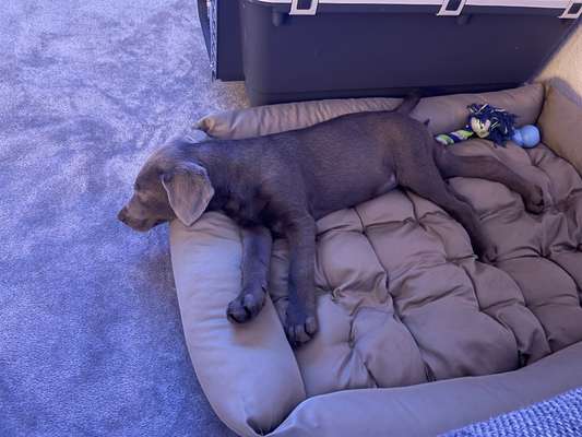 Labradorfans-Beitrag-Bild