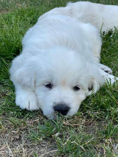 Wo sind die Golden Retriever Liebhaber?-Beitrag-Bild