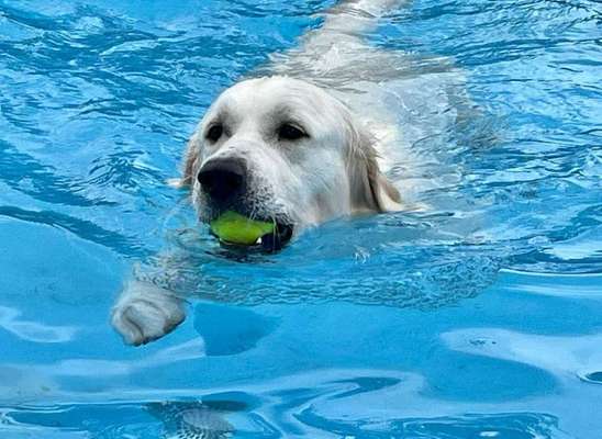 Wo sind die Golden Retriever Liebhaber?-Beitrag-Bild