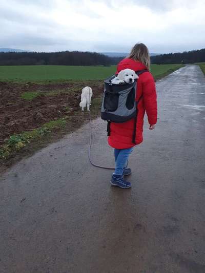 Tragtuch für Welpen-Beitrag-Bild