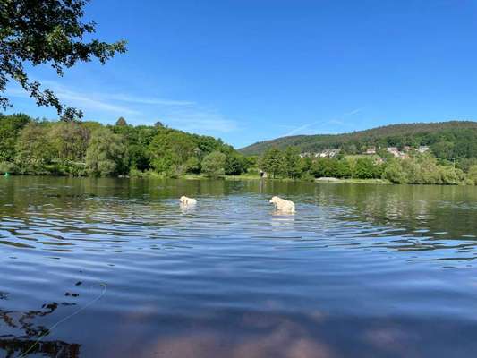 Wo sind die Golden Retriever Liebhaber?-Beitrag-Bild