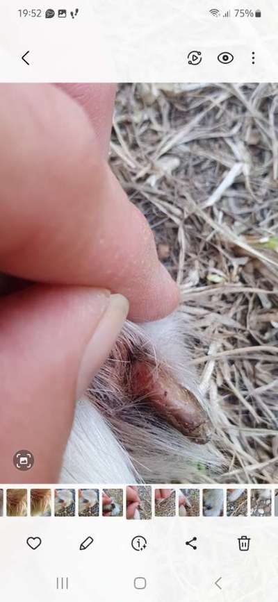 Autoimunerkrankung SLO - Schuhe gesucht-Beitrag-Bild